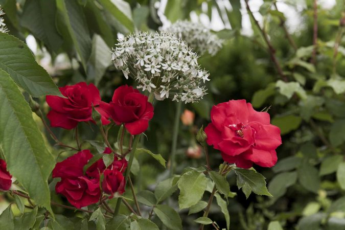 Carossi B&B – Flowers of the garden